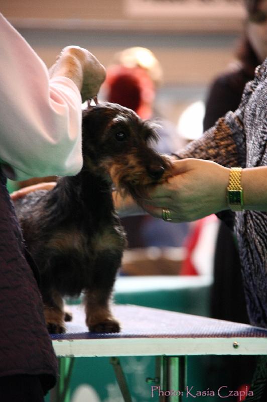 Crufts2011_2 1007.jpg